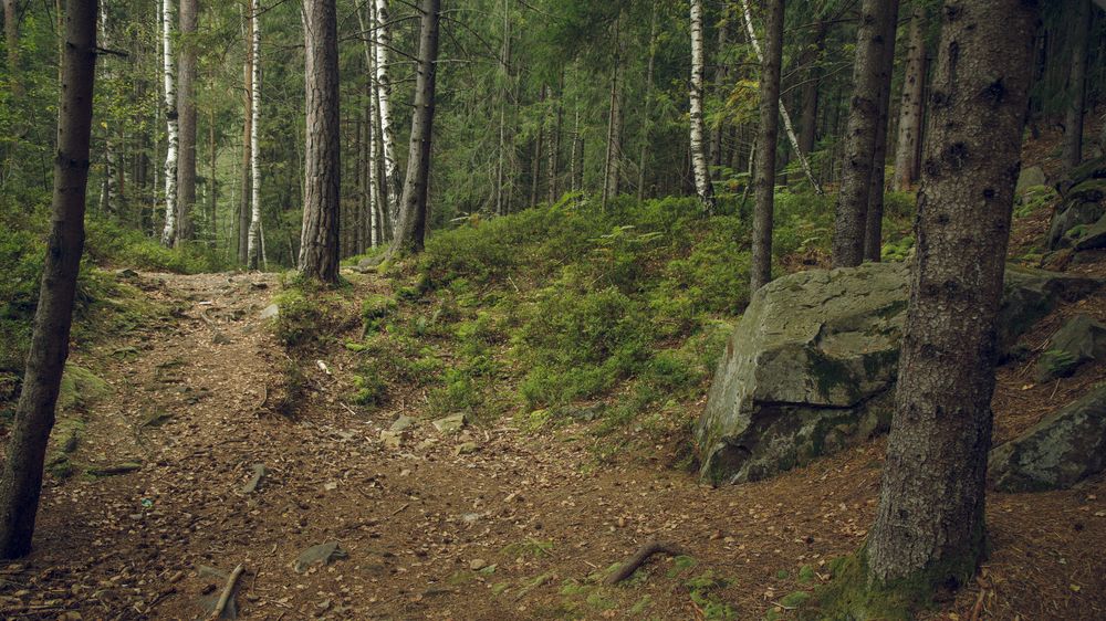 Prsten ztracený v USA našli o 47 let později ve finském lese